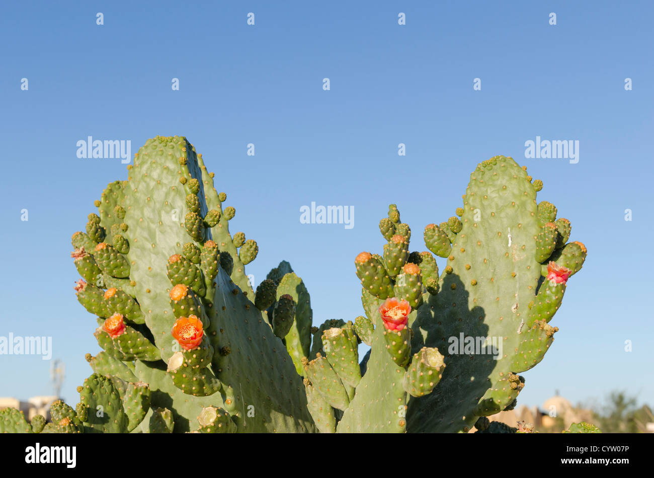 [El Gouna] cactus plants flower tree Egypt Africa Stock Photo Alamy
