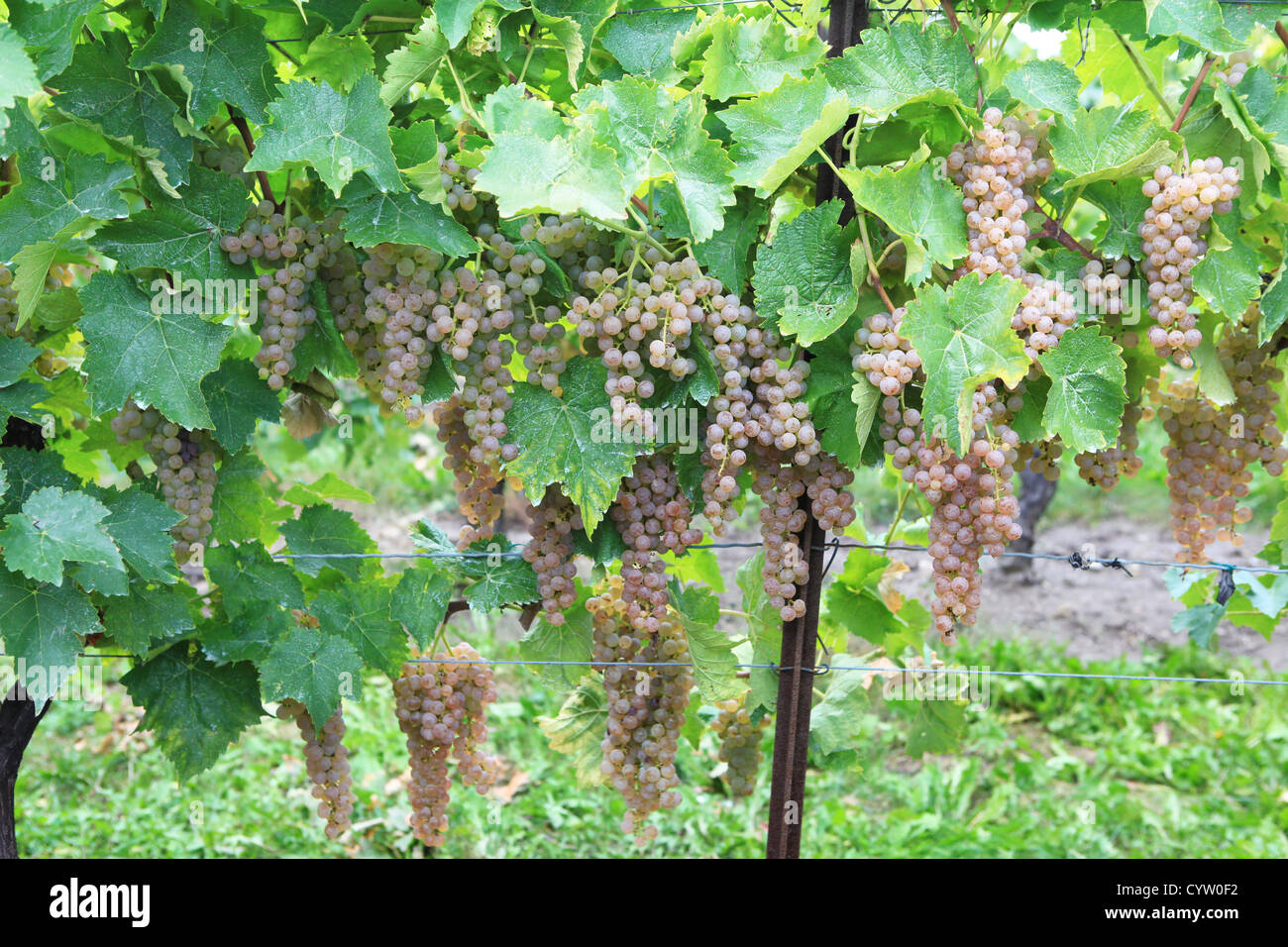 Icewine grapes in Inniskillin winery, Niagaraonthelake, Ontario