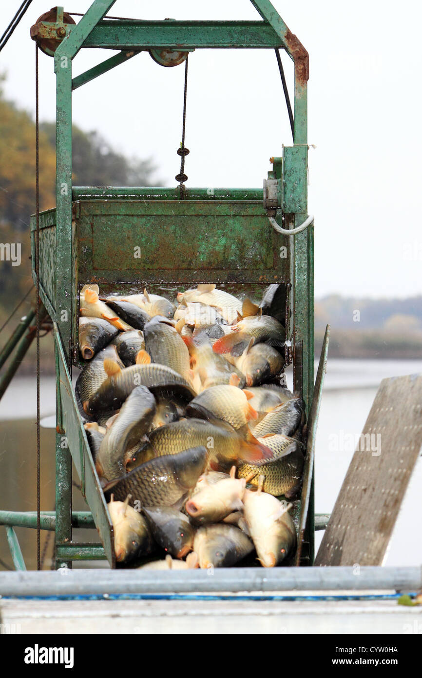 Autumn harvest of carps from fishpond to Christmas markets in