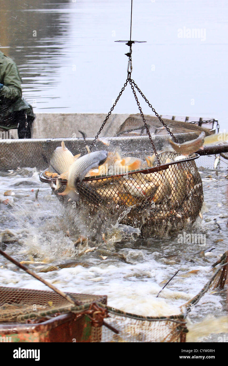 Harvesting Carp Fish Pond Fishing Net Stock Photo 1091788700