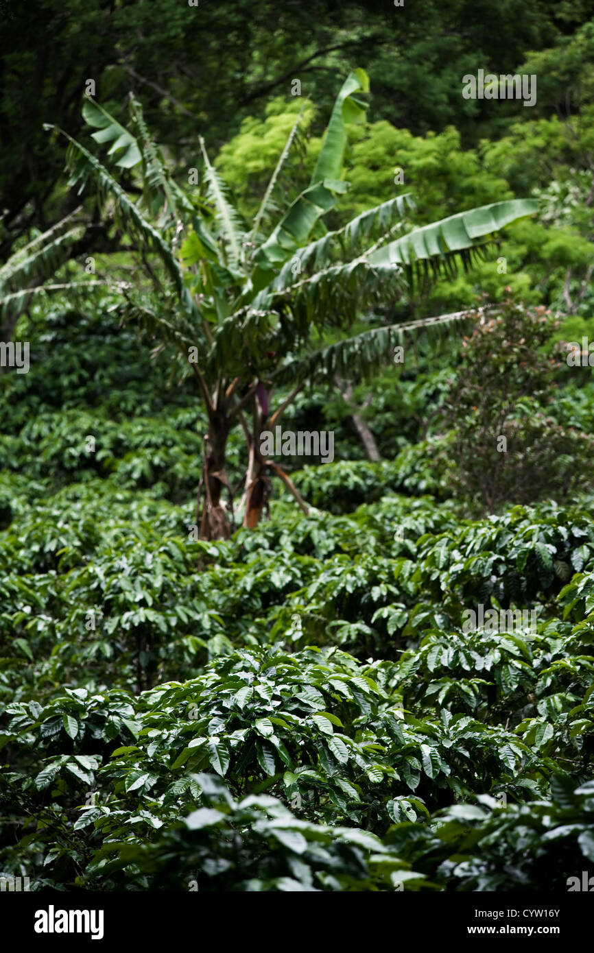 Many coffee plants on plantation in Costa Rica Stock Photo Alamy