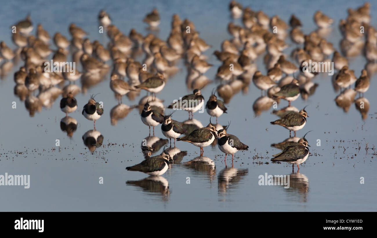 Golden Plover and Lapwing in large flocks on tidal pools Stock Photo
