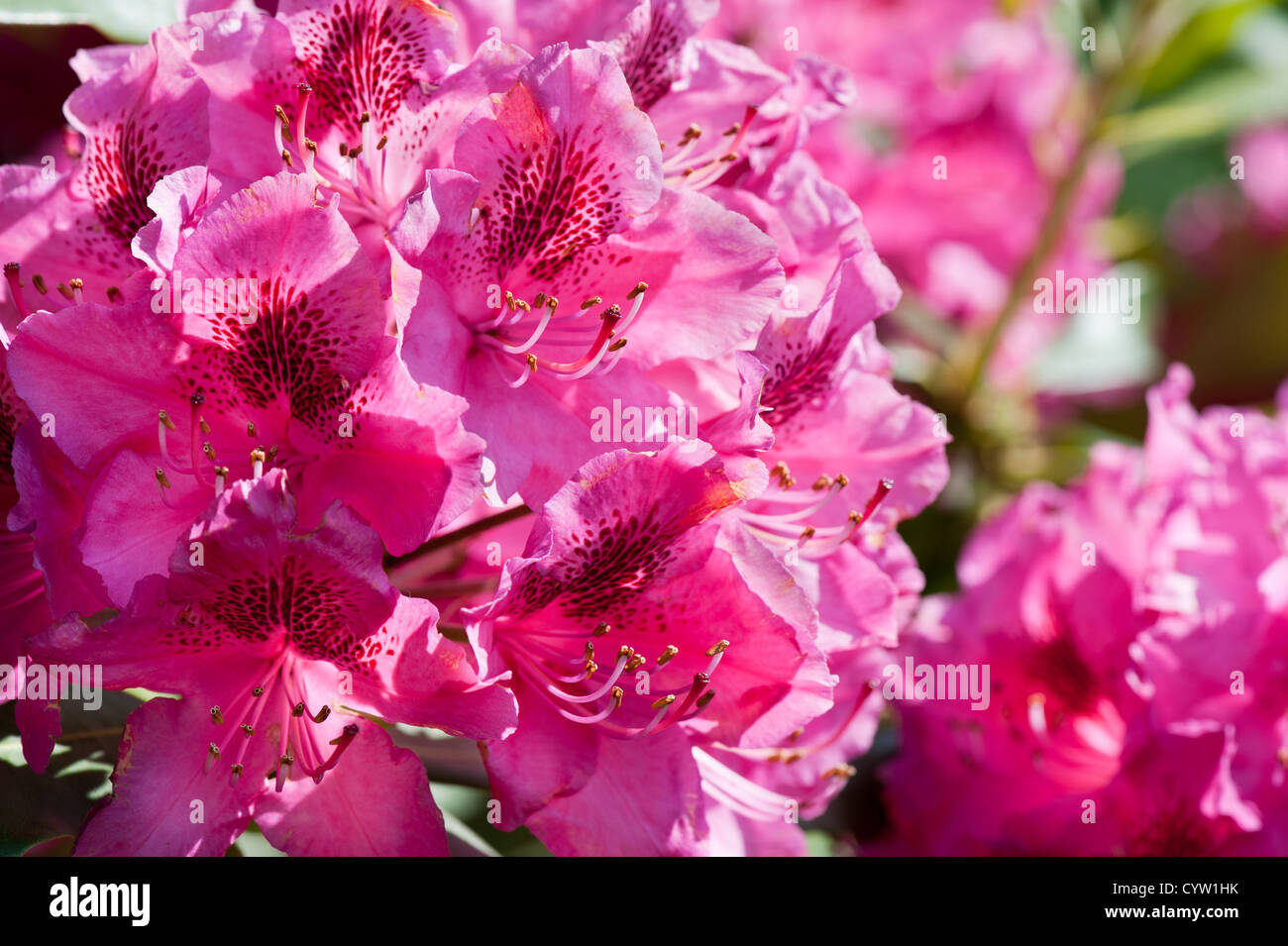 Rhododendron called Azalea bright pink flowers Stock Photo