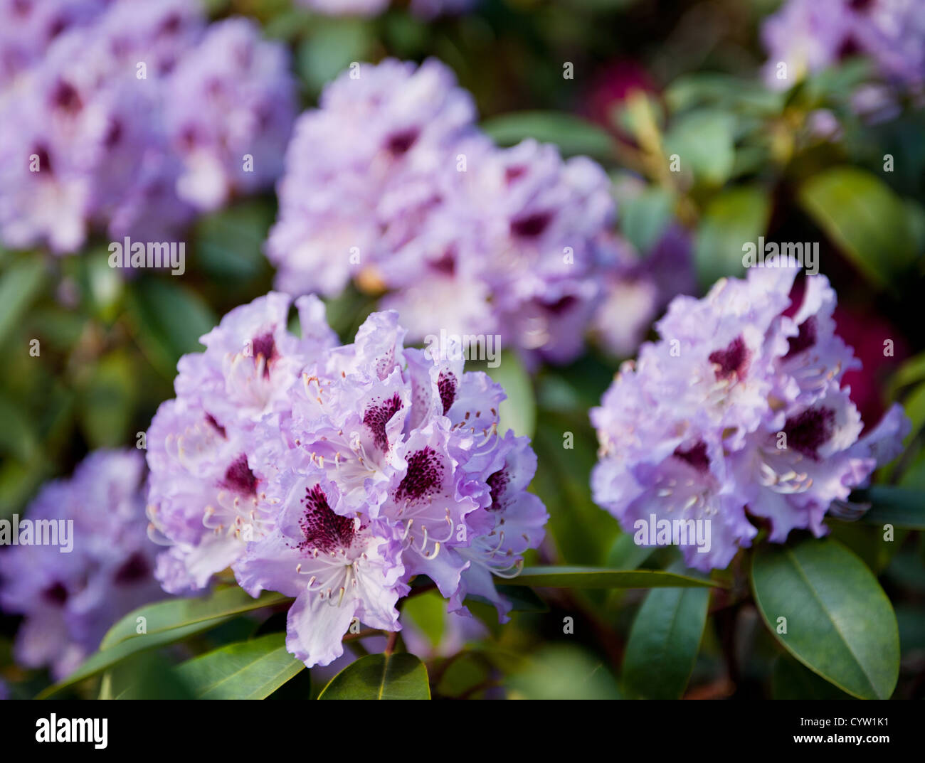 Rhododendron called Azalea purple flowers Stock Photo