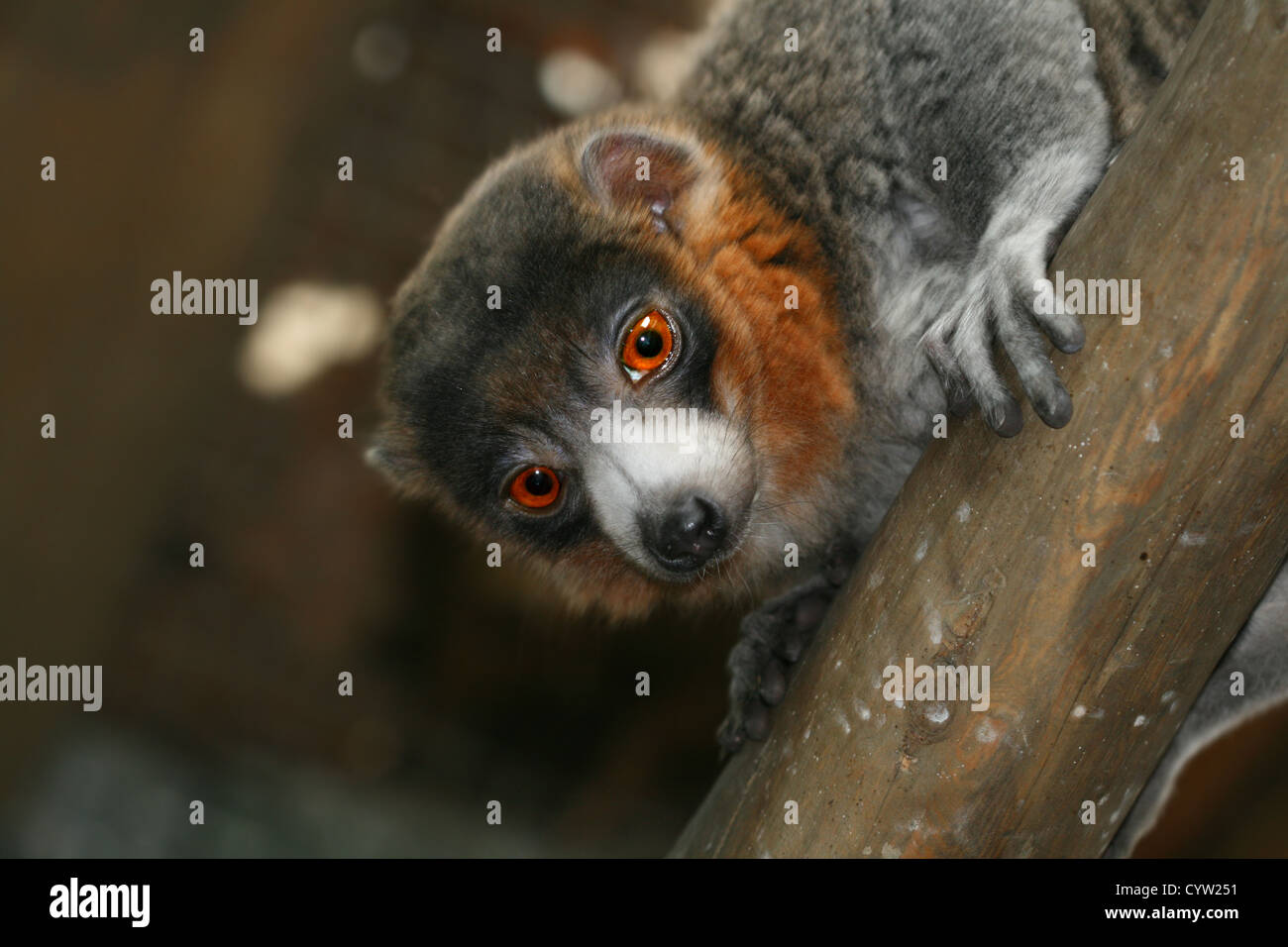 portrait of a lemur in a tree at night Stock Photo