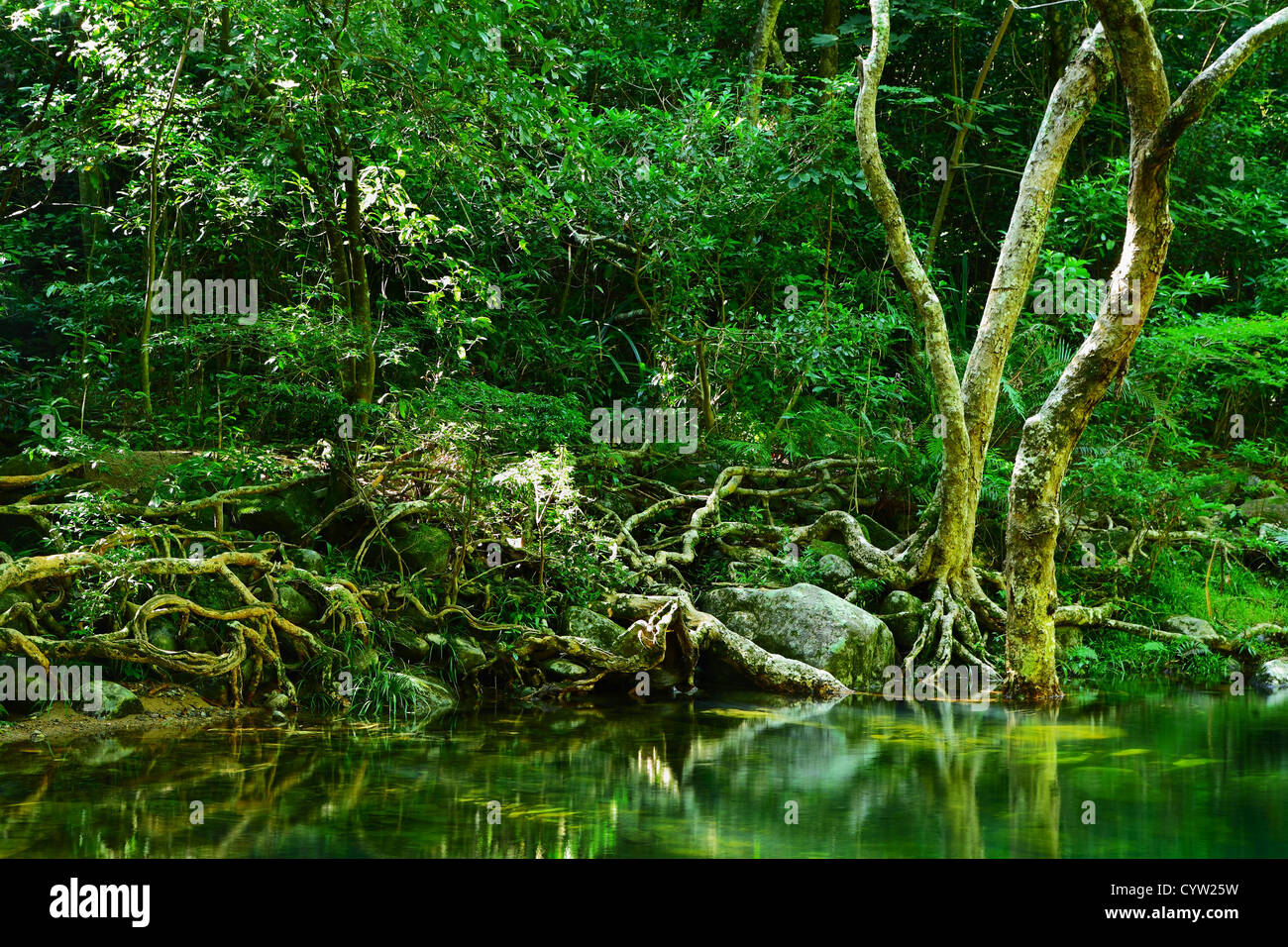 Jungle wallpaper background hi-res stock photography and images - Alamy