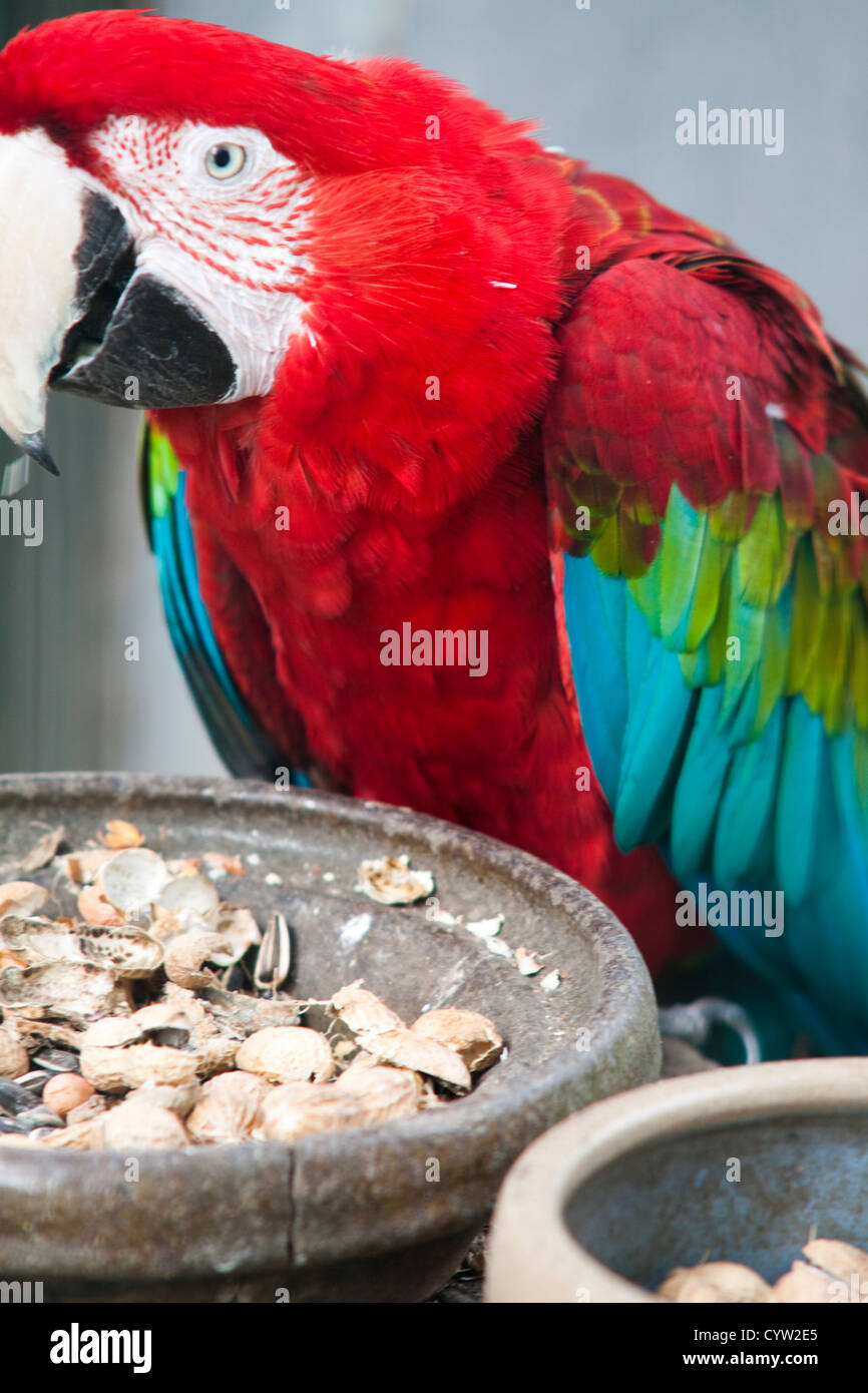 Beautiful colorful parrot eating Stock Photo Alamy