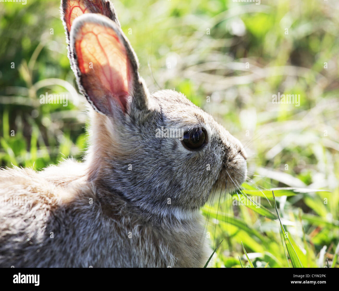 Wild Rabbit Summer Rabbit summer hi-res stock photography and images - Alamy