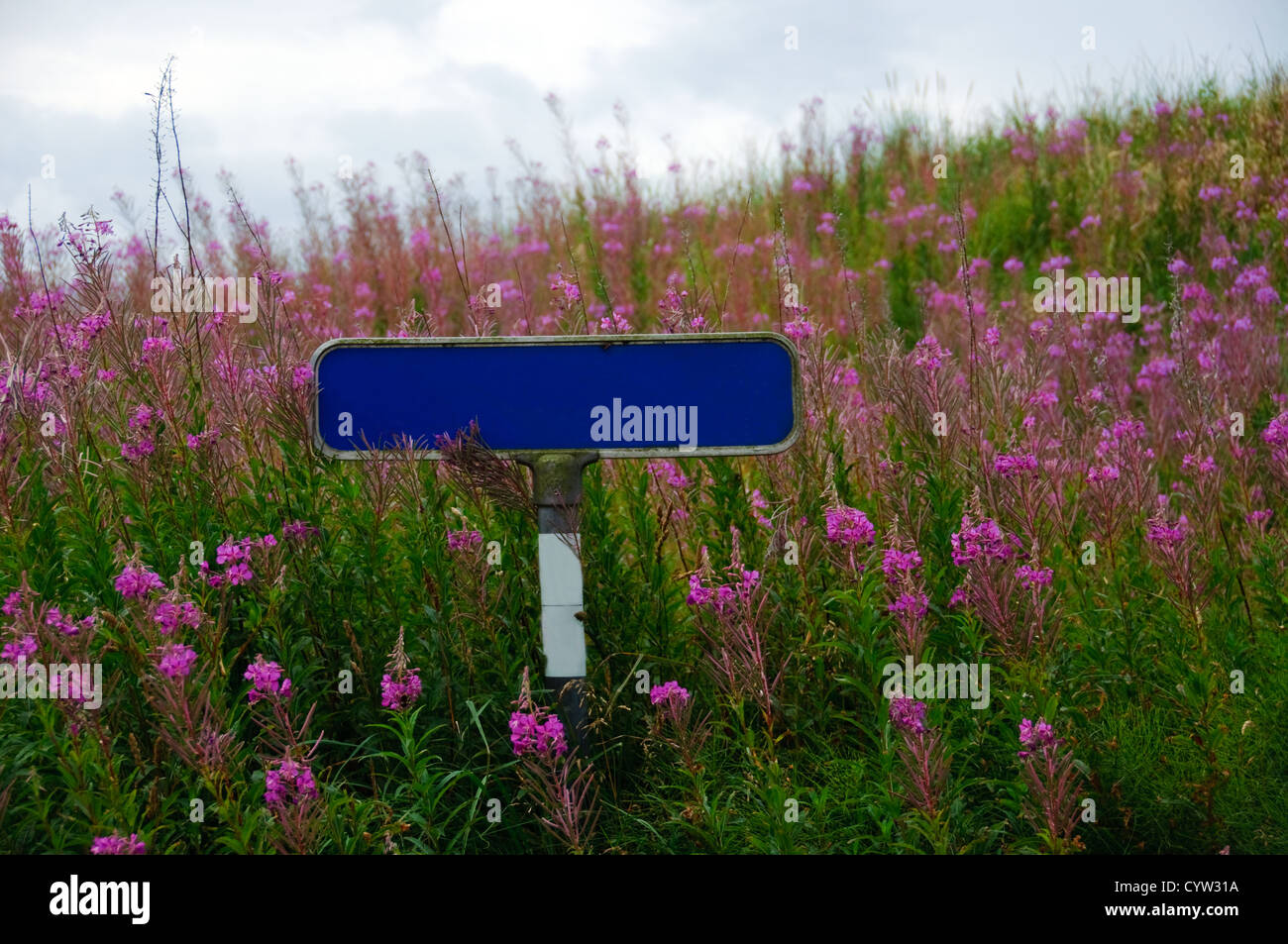 A blank street sign surrounded by pink flowers Stock Photo