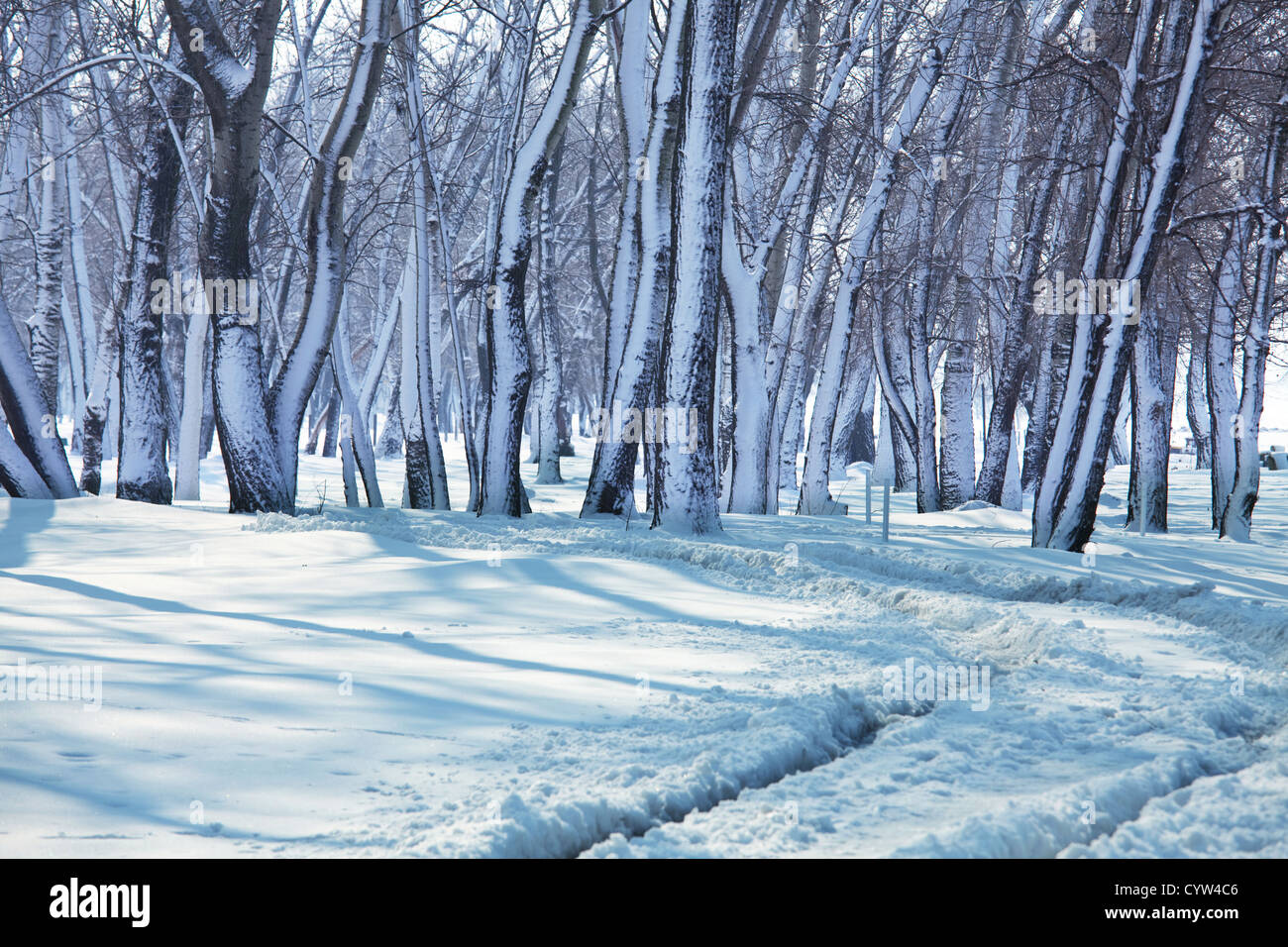 Forest winter hi-res stock photography and images - Alamy