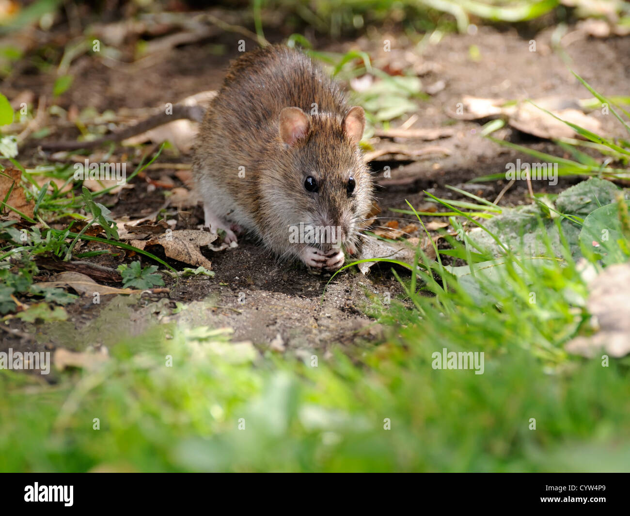 Brown or Common Rat ( Rattus norvegicus ) Searching for food in the ground litter Stock Photo