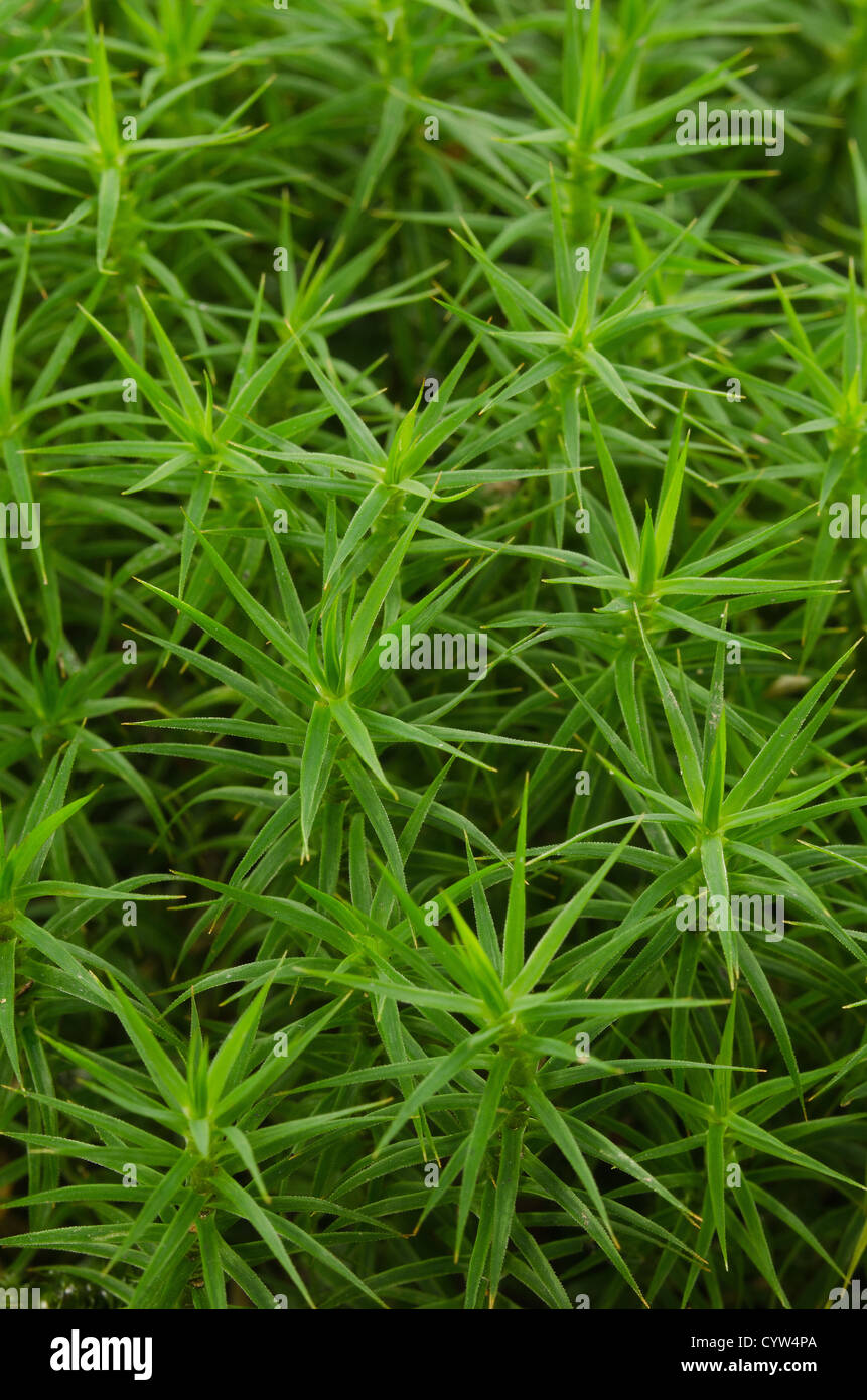 Common haircap hair moss Polytrichum commune growing under deciduous canopy on forest floor woodland clearing Stock Photo