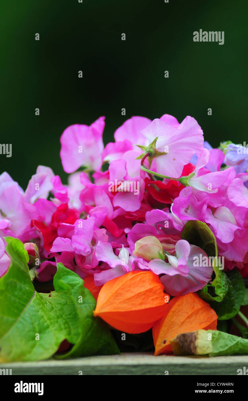 A bunch of summer flowering flowers UK Stock Photo Alamy