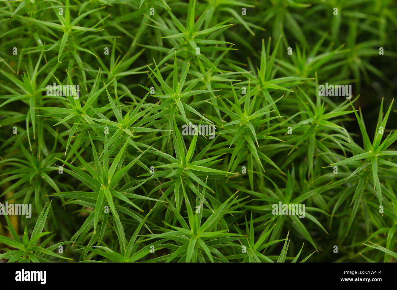Common haircap hair moss Polytrichum commune growing under deciduous canopy on forest floor woodland clearing Stock Photo