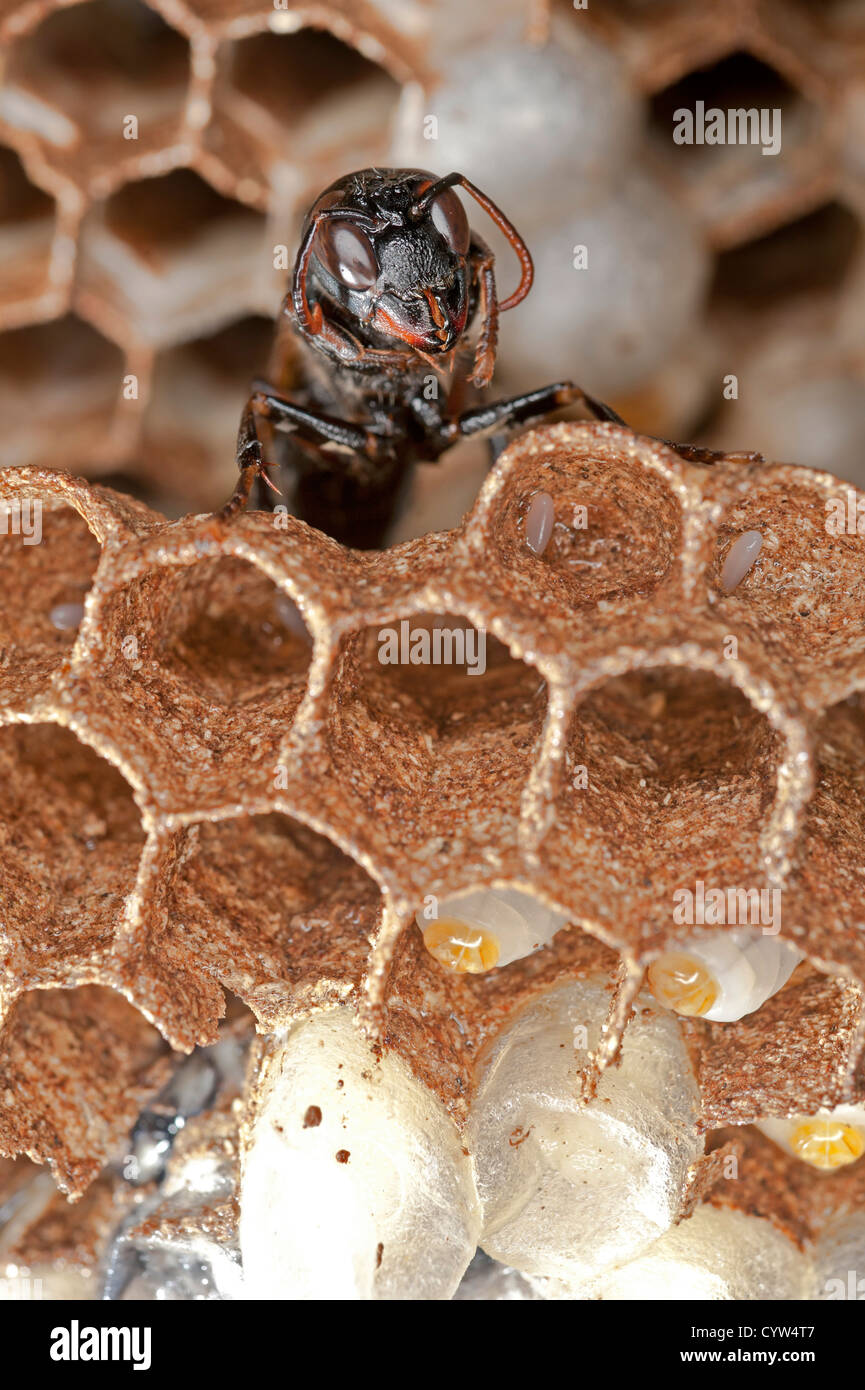 Wasp, babies and hive Stock Photo Alamy