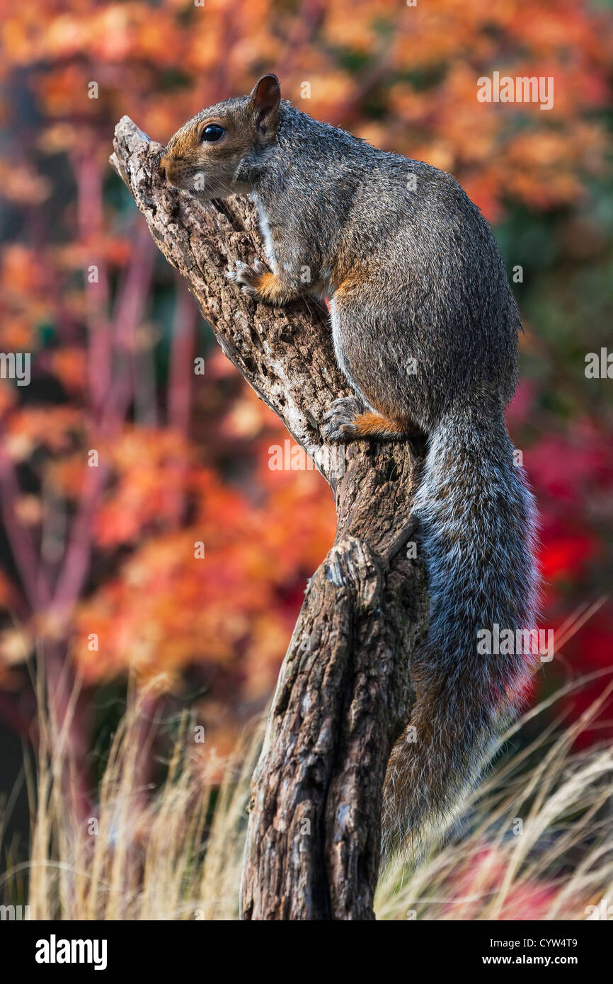 Grey Squirrel. Sciurus carolinensis (Rodentia) Stock Photo