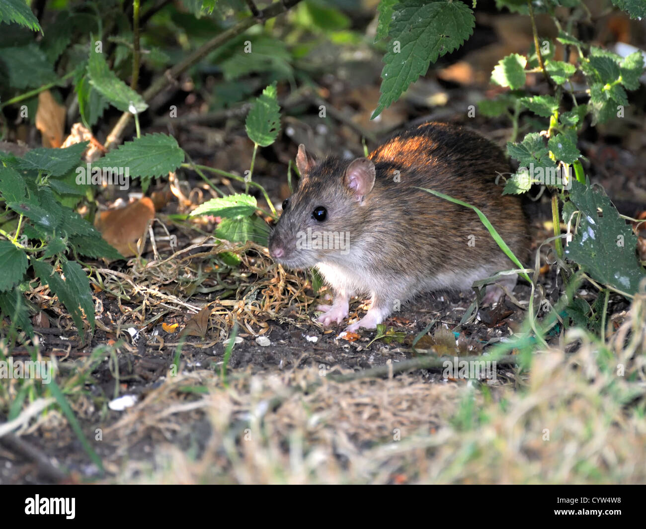 Common Rat ( Ratus norvegicus ) Searching for food in the undergrowth Stock Photo