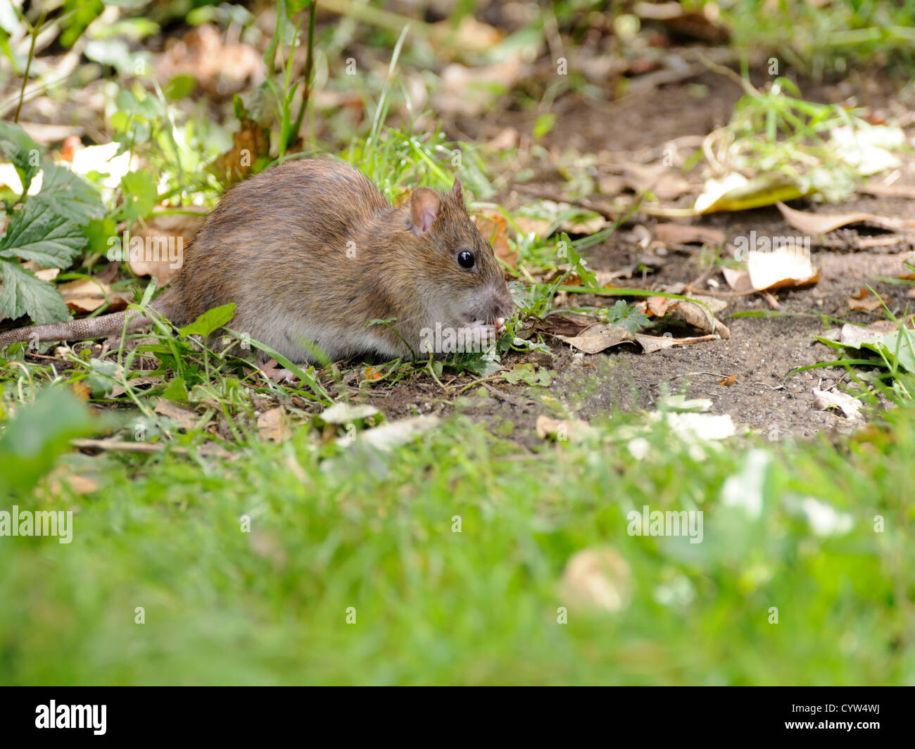 Brown or Common Rat ( Rattus norvegicus ) Searching for food in the ground litter Stock Photo