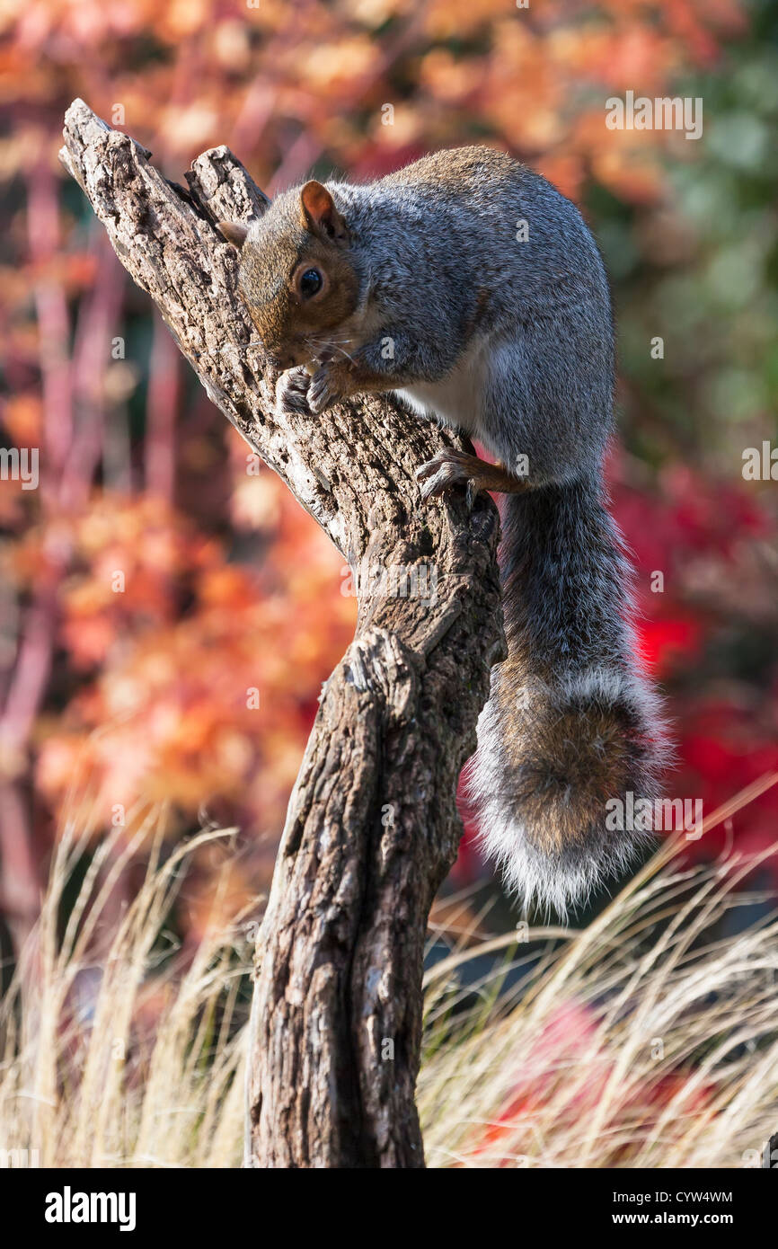 Grey Squirrel. Sciurus carolinensis (Rodentia) Stock Photo