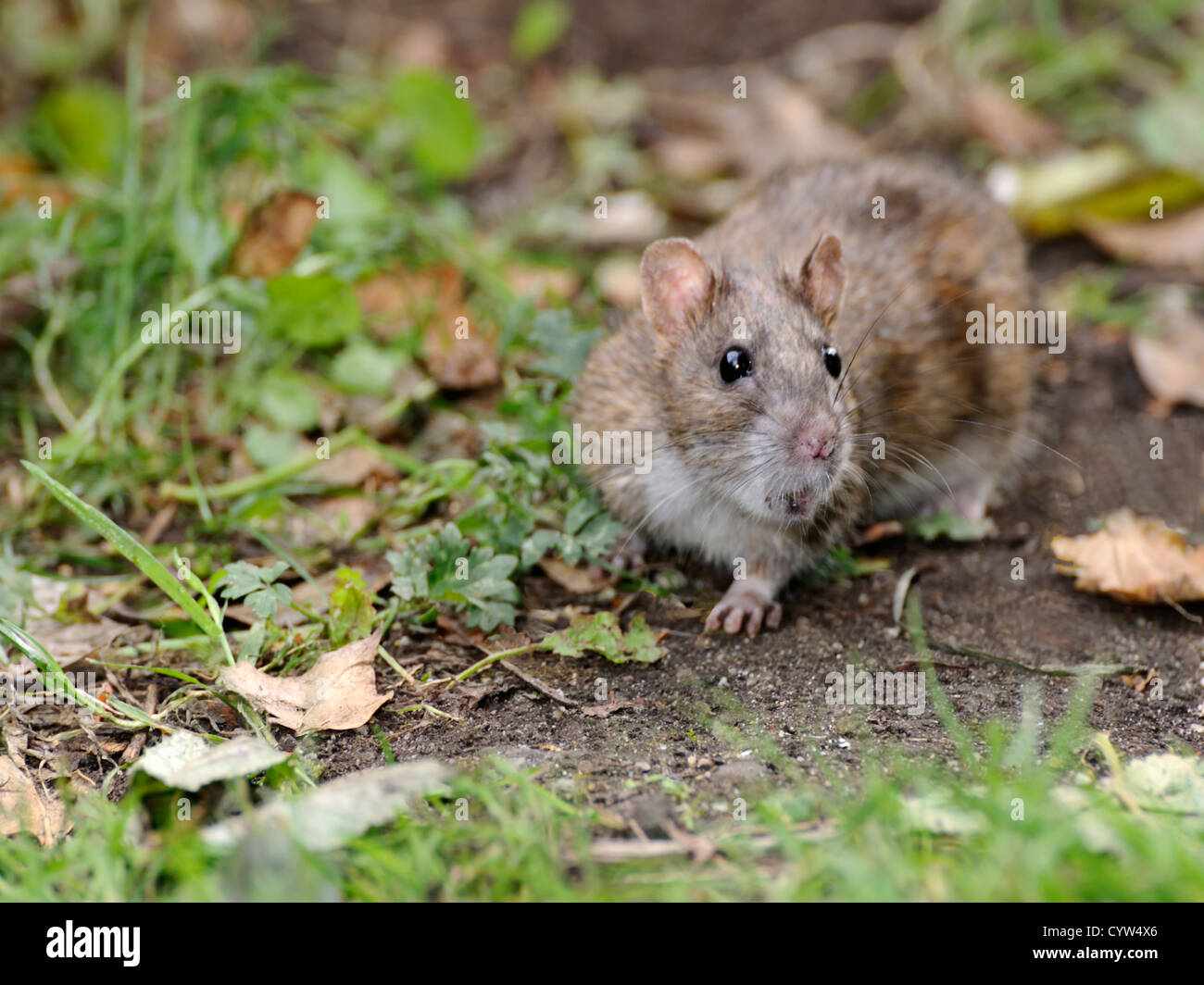 Brown or Common Rat ( Rattus norvegicus ) Searching for food in the ground litter Stock Photo