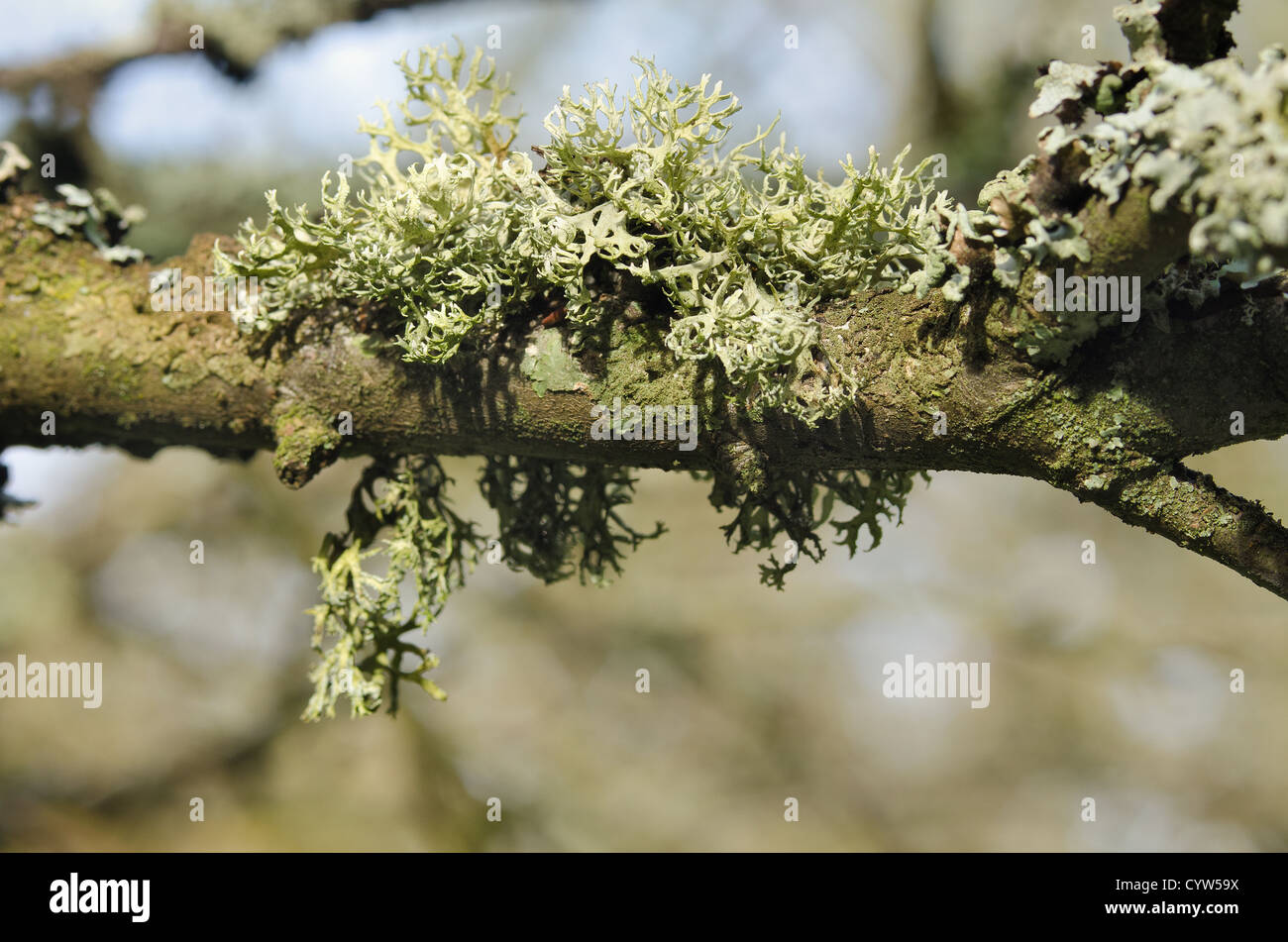 Reindeer Ramalina farinacea fruticose lichens and moss growing amongst foliose lichens on living oak bark tree trunk Stock Photo