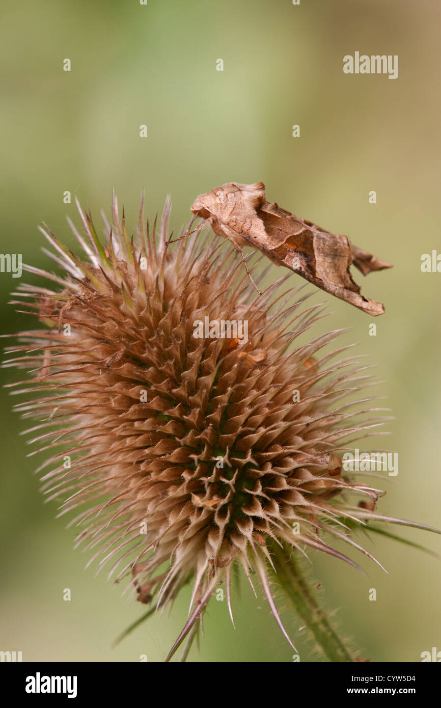 Angle moth at rest hi-res stock photography and images - Alamy