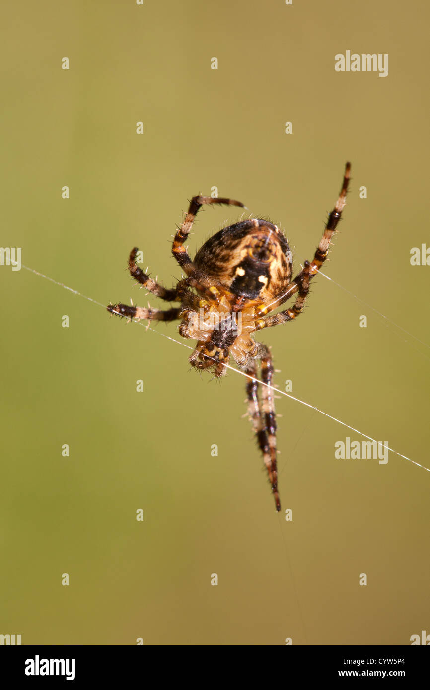 Garden Spider Araneus diadematus adult female underside on web Stock ...