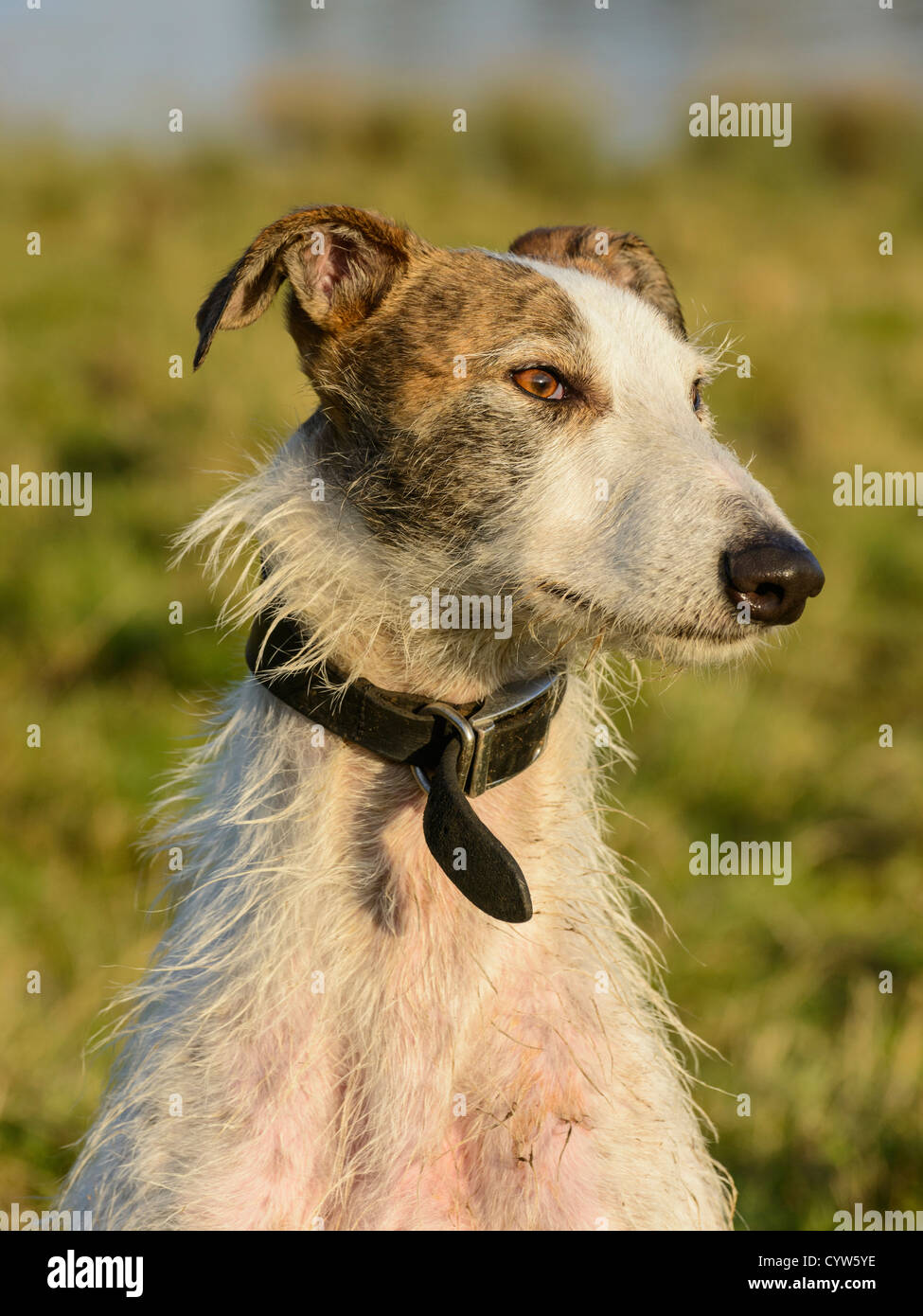Rough Haired Lurcher Stock Photos Rough Haired Lurcher Stock