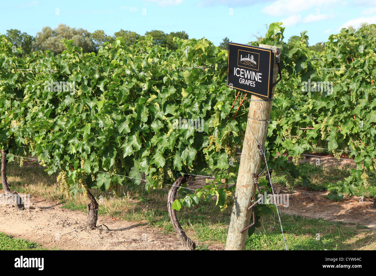 Icewine grapes in Inniskillin winery, Niagara-on-the-lake, Ontario, Canada Stock Photo