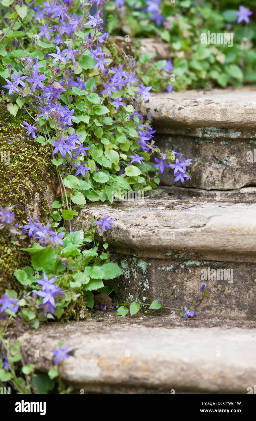 Blue Bellfower Plant on old stone steps, England, UK Stock Photo