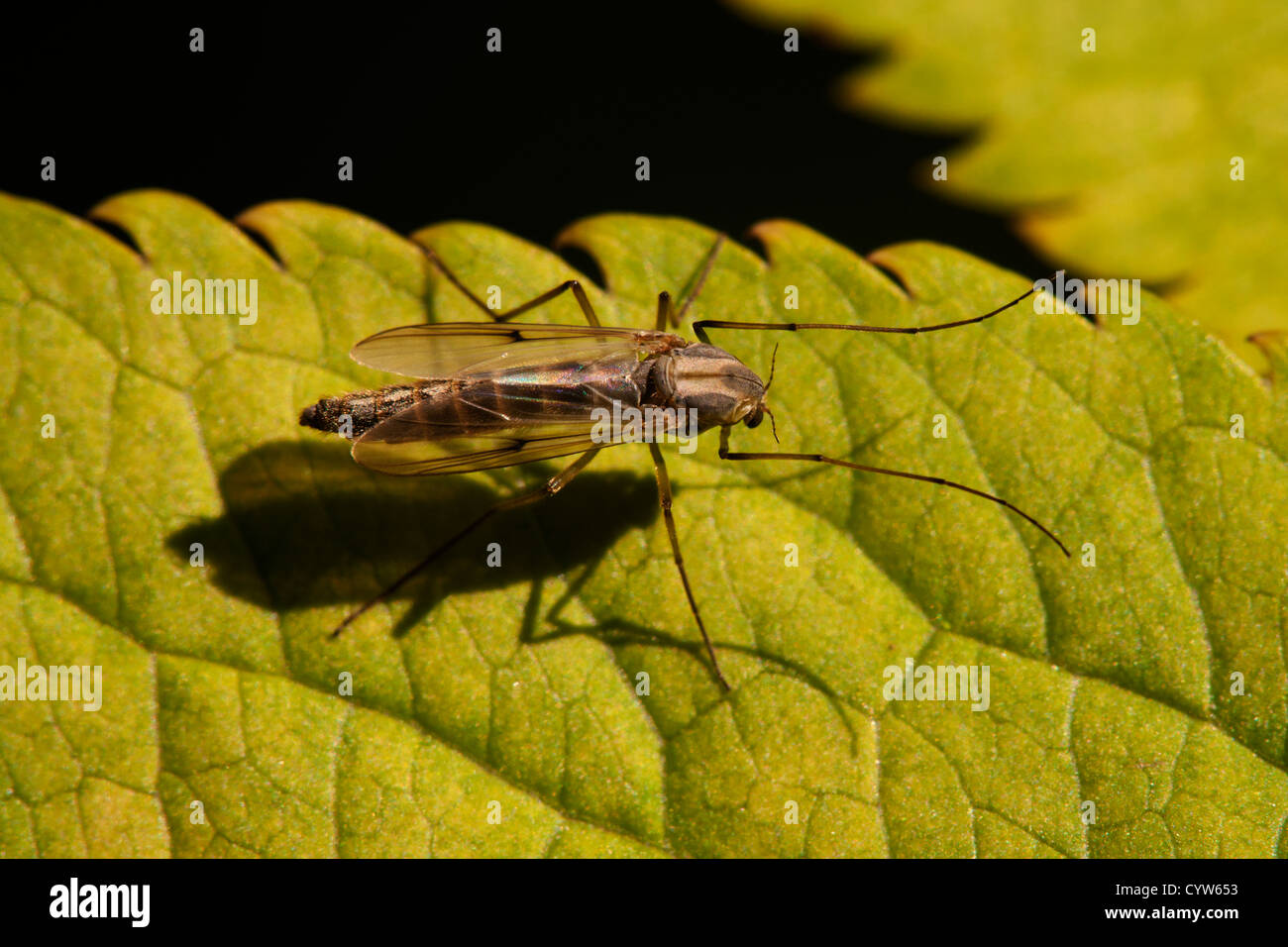 Non-biting Midge species at rest on a leaf Stock Photo