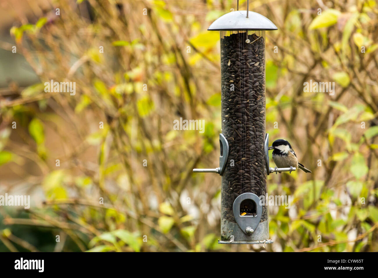 Small British garden birds on a sunflower seed bird feeder Stock Photo