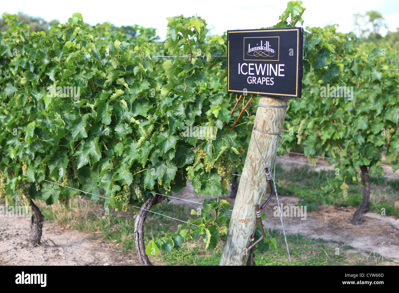 Icewine grapes in Inniskillin winery, Niagaraonthelake, Ontario