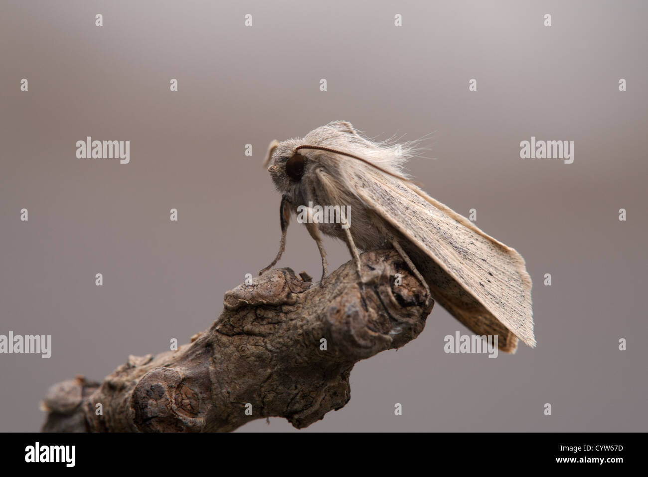 Large Wainscote Rhizedra lutosa adult moth at rest on a twig Stock Photo