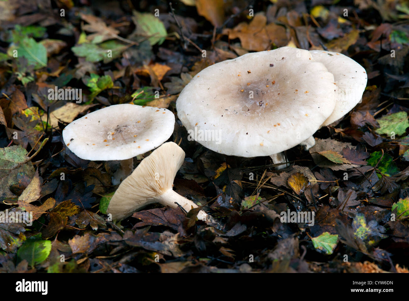 Clouded Funnel (Agaric) Clitocybe nrbularis fungi fruiting bodies growing in leaf litter Stock Photo