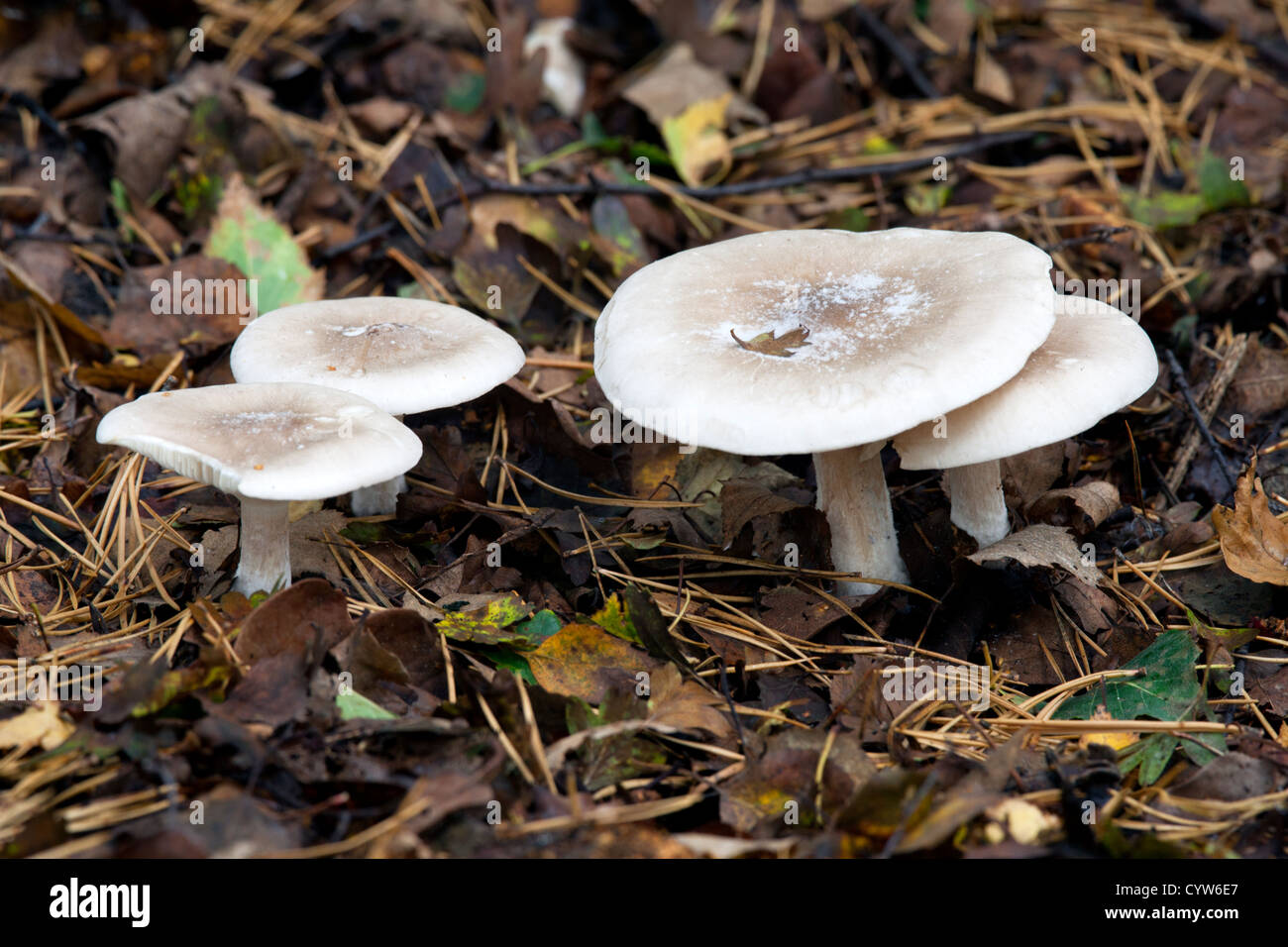 Clouded Funnel (Agaric) Clitocybe nebularis fungi fruiting bodies growing in leaf litter Stock Photo