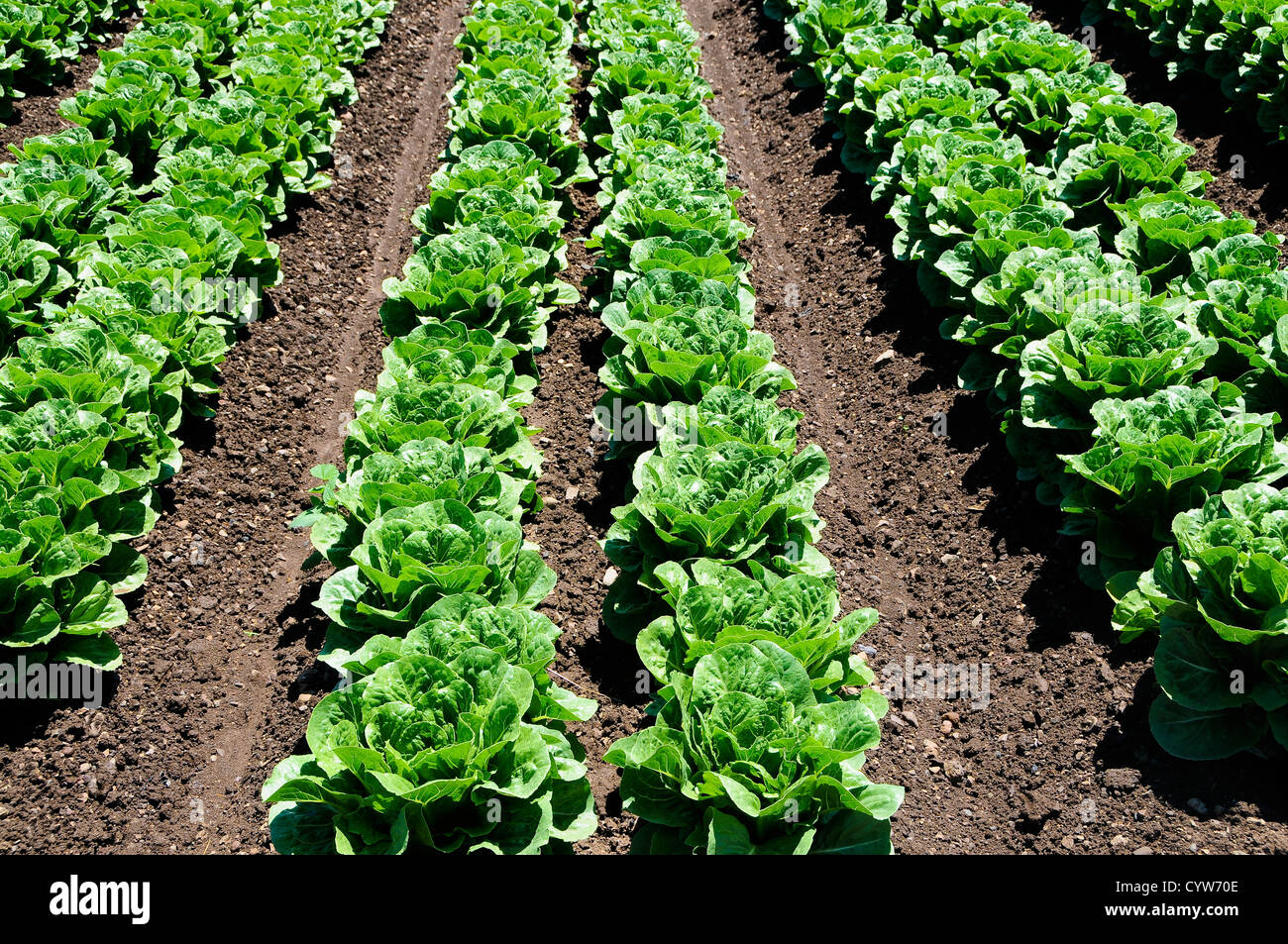 Lettuce Growing in Field Stock Photo Alamy