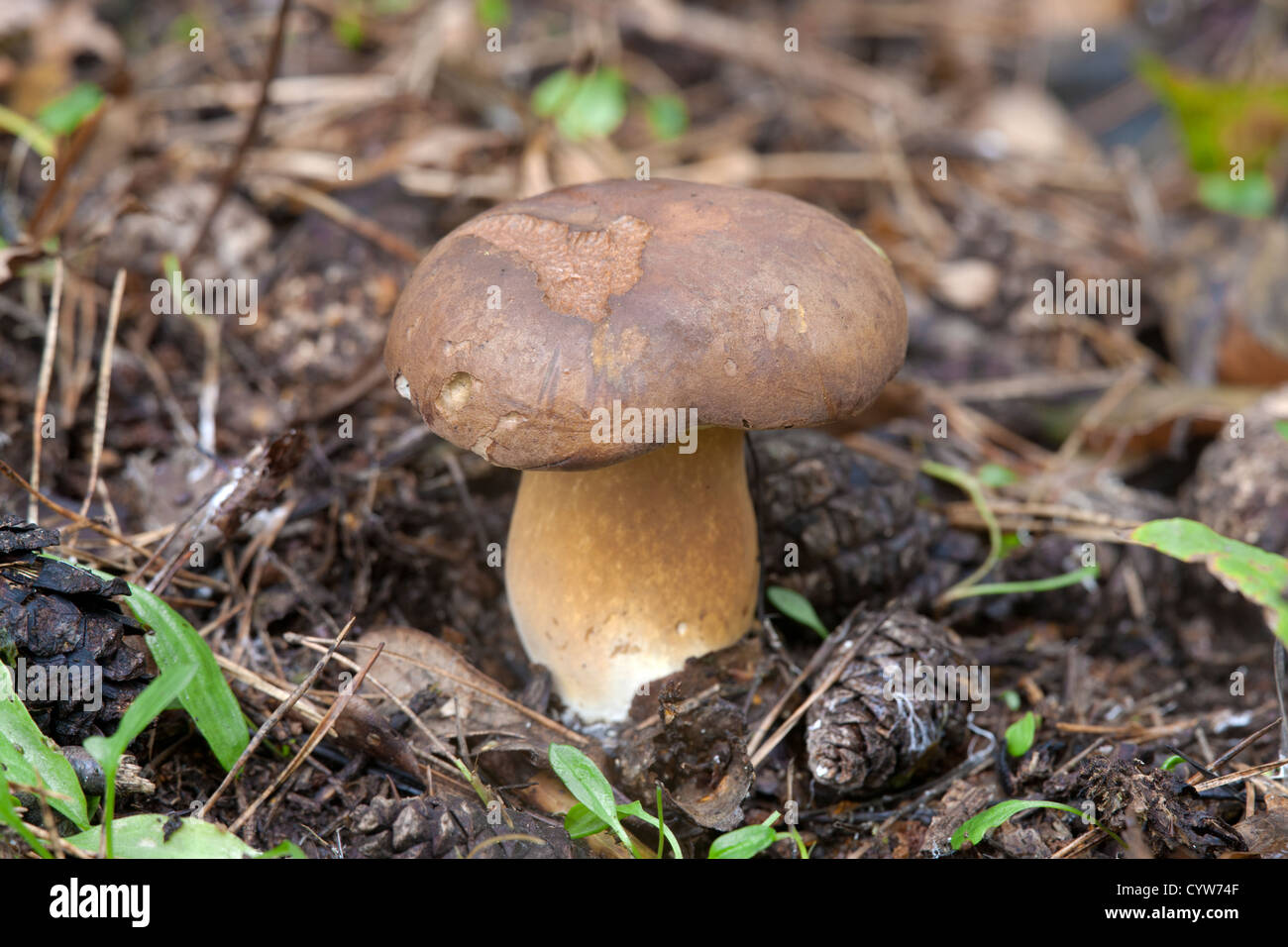 Cep (Penny Bun) Boletus edulis fungi  fruiting body Stock Photo