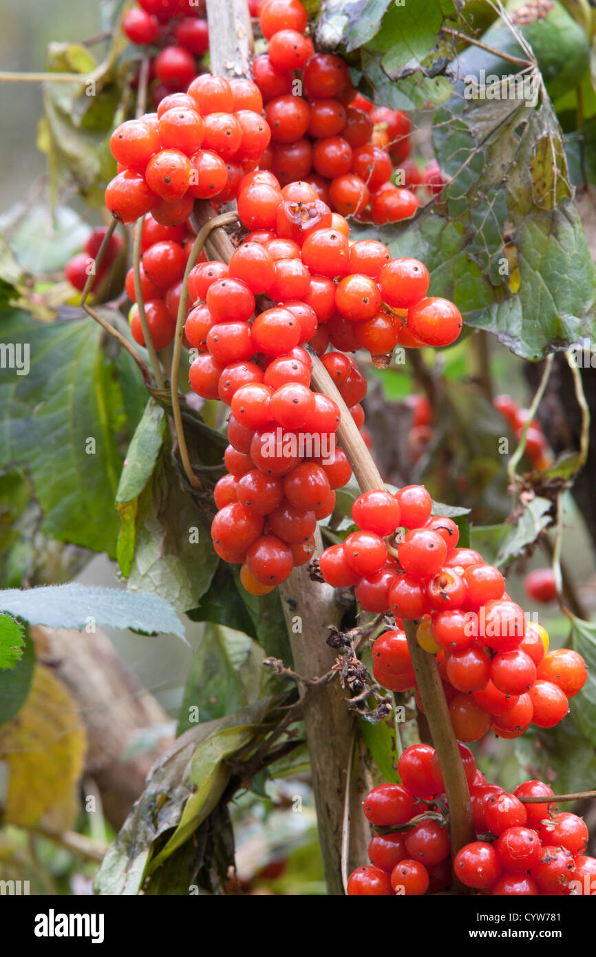 Black Bryony Tamus communis  autumn berries Stock Photo