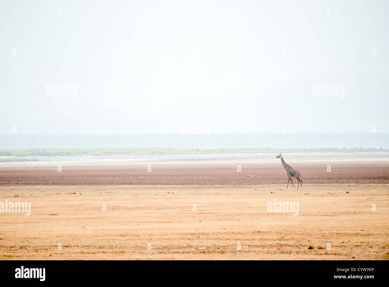 LAKE MANYARA NATIONAL PARK, Tanzania - LAKE MANA solitary giraffe walks past the salt lake in the distance at Lake Manyara National Park in northern Tanzania. The park, known for tree-climbing lions and flamingos, plays a crucial role in the conservation of Tanzania's diverse species and ecosystems. Stock Photo