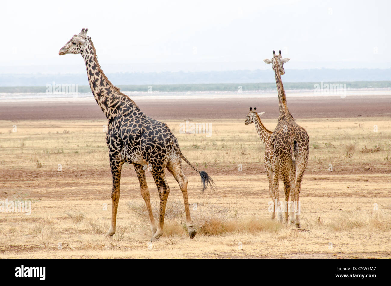 LAKE MANYARA NATIONAL PARK, Tanzania - Three giraffes walking at Lake Manyara National Park in northern Tanzania. The semi-dry salt lake is visible in the distance. The park, known for tree-climbing lions and flamingos, plays a crucial role in the conservation of Tanzania's diverse species and ecosystems. Stock Photo