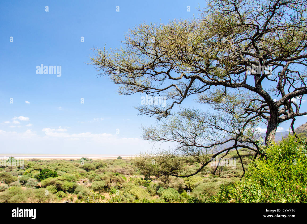 LAKE MANYARA NATIONAL PARK, Tanzania - A partly elevated view of Lake Manyara National Park, with a tree in the foreground at right of frame and the low, flat bush of the park in the background. The park, known for tree-climbing lions and flamingos, plays a crucial role in the conservation of Tanzania's diverse species and ecosystems. Stock Photo