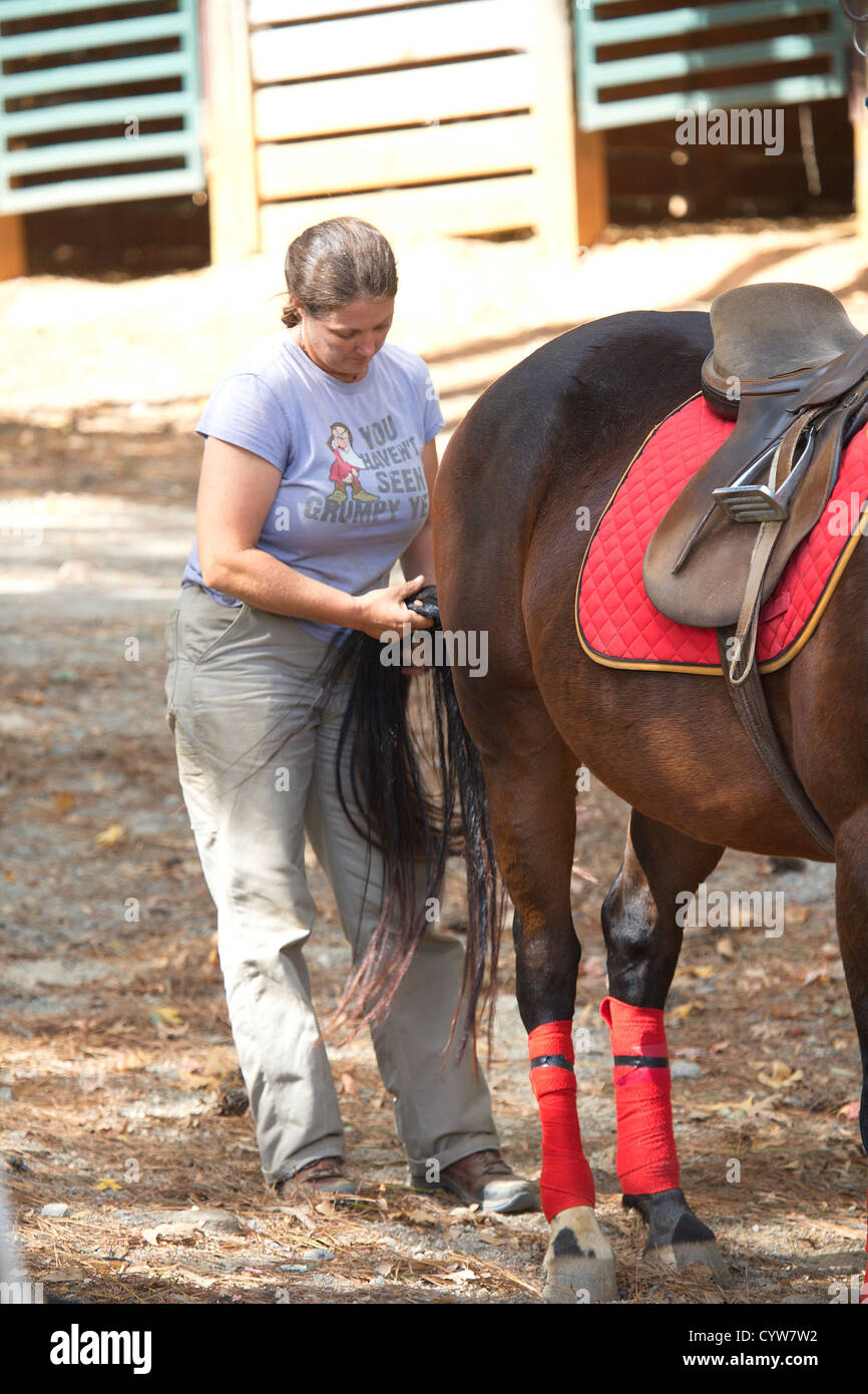 Braiding a horses tail at a polo match Stock Photo Alamy