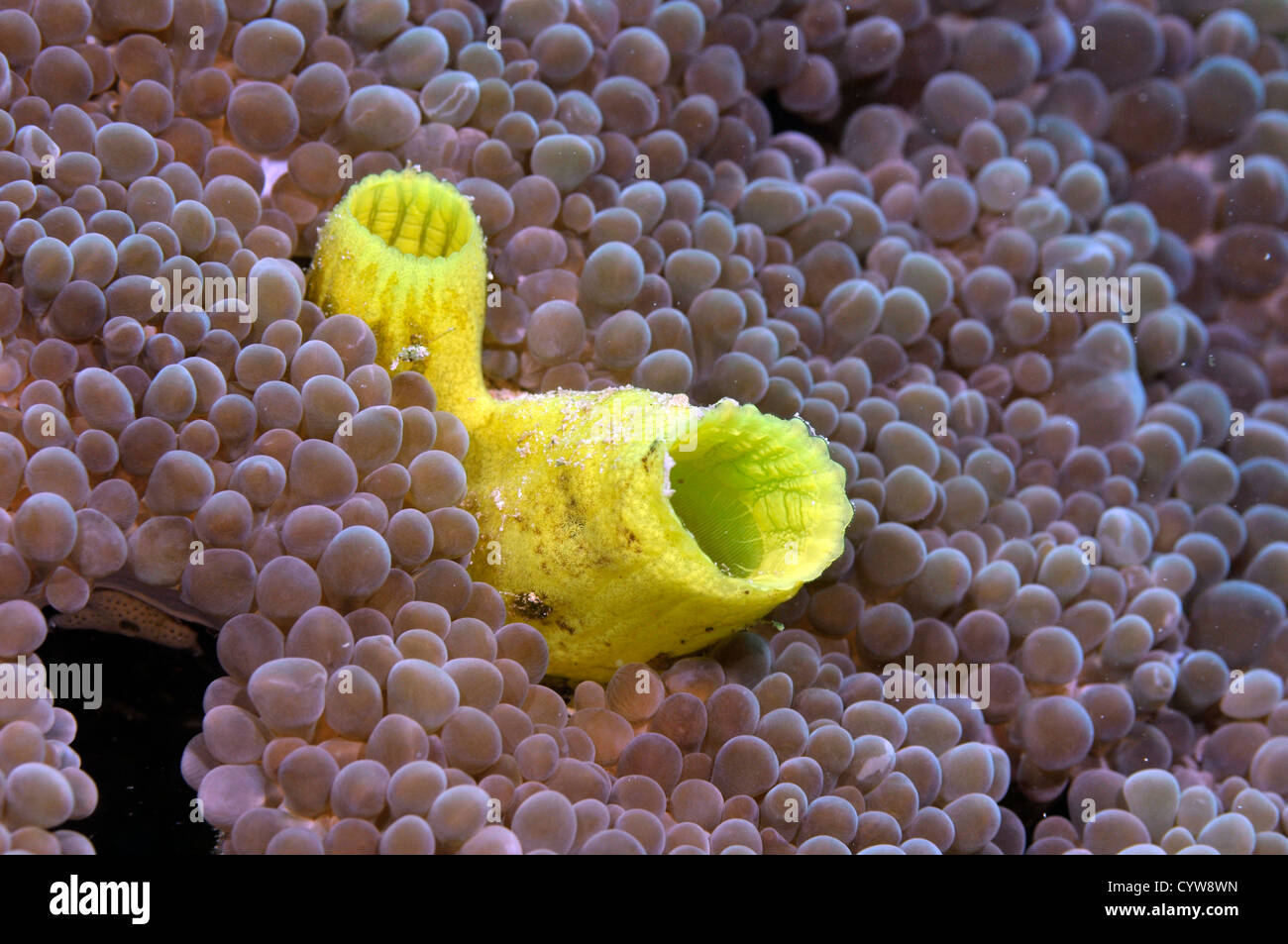 Ascidian, possibly Phallusia julinea, on coral, Pohnpei, Federated States of Micronesia Stock Photo
