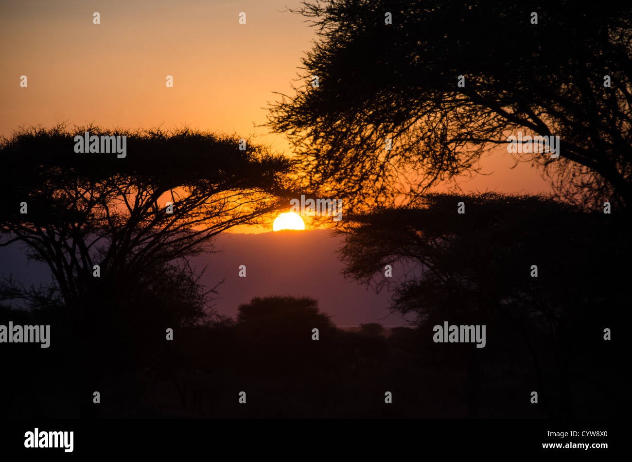 TARANGIRE NATIONAL PARK, Tanzania — As the sun sets below the horizon, the last golden rays silhouette acacia trees at Tarangire National Park in northern Tanzania not far from Ngorongoro Crater and the Serengeti. Stock Photo