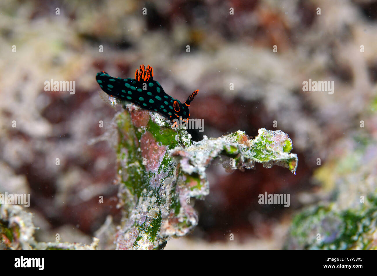 Polycerid nudibranch, Nembrotha kubaryana, Pohnpei, Federated States of Micronesia Stock Photo