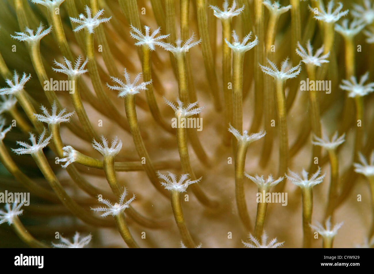 Soft coral detail, Pohnpei, Federated States of Micronesia Stock Photo