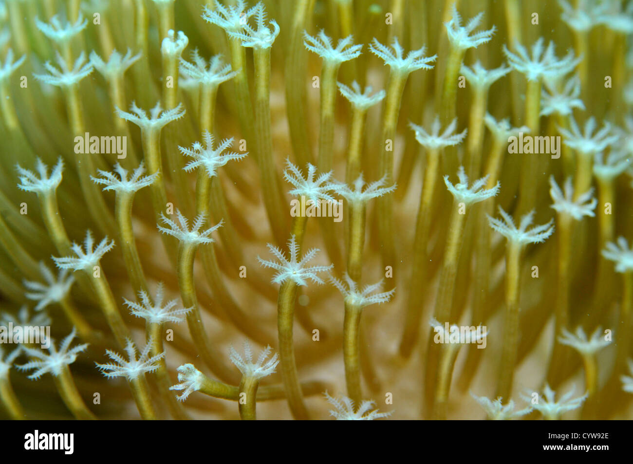 Soft coral, Pohnpei, Federated States of Micronesia Stock Photo