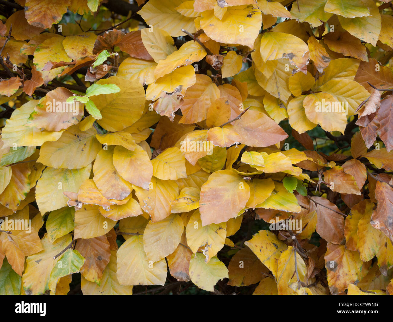 Close up of a copper beech hedge showing beautiful autumn colours Stock