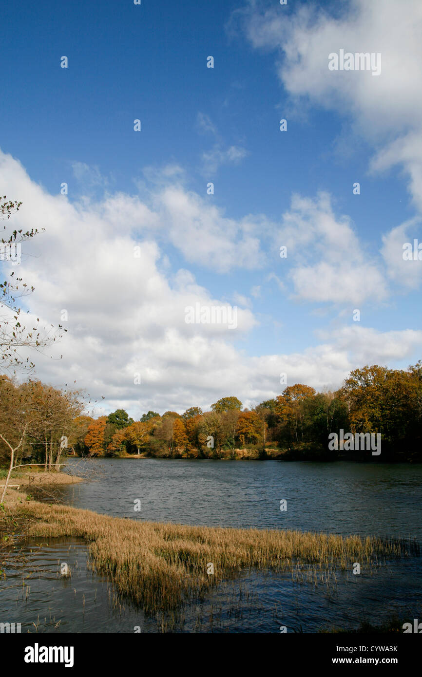 Cannop forest of dean hires stock photography and images Alamy